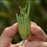 Ceramic Handmade Buddha's Hand