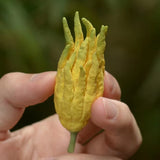 Ceramic Handmade Buddha's Hand