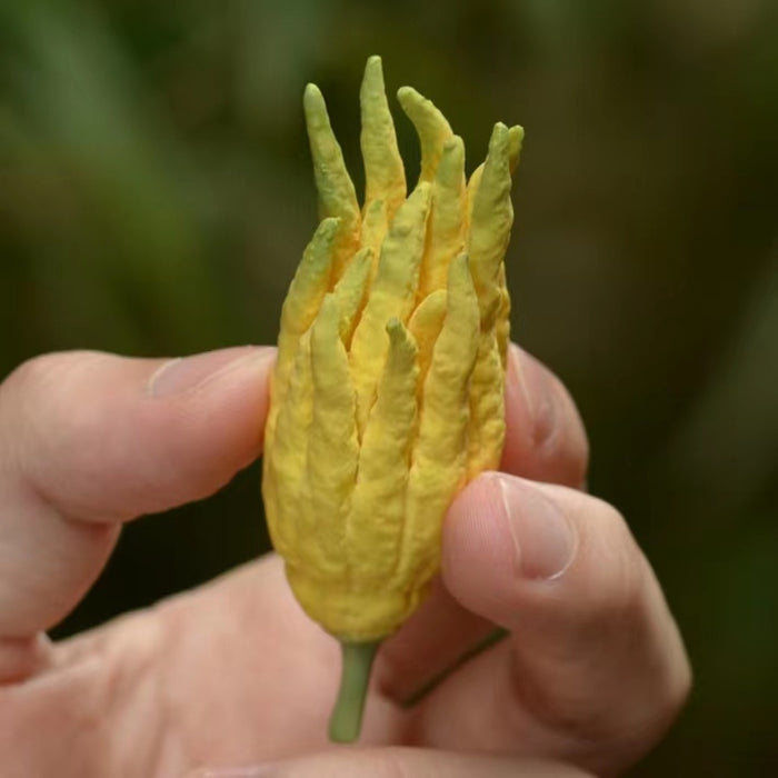 Ceramic Handmade Buddha's Hand