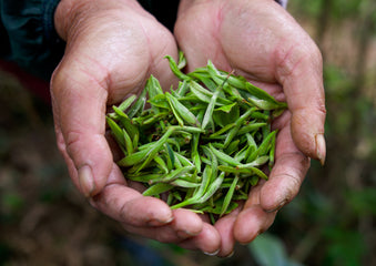 Camellia Sinensis Leaf Compounds. What´s the Tea Leaf Made of?